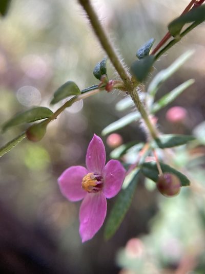Boronia gracilipes, photographed by pimelea