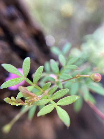 Boronia gracilipes, photographed by pimelea
