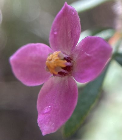 Boronia gracilipes, photographed by pimelea