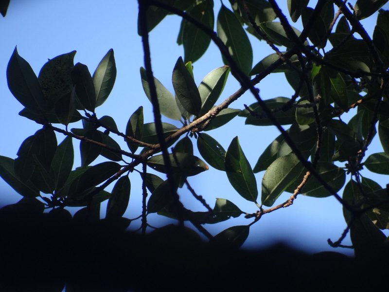 Litsea coreana, photographed by 呂一起(Lyu yi-chi)