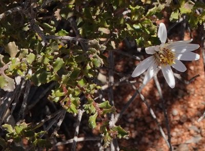 Olearia calcarea, photographed by Paul Coddington