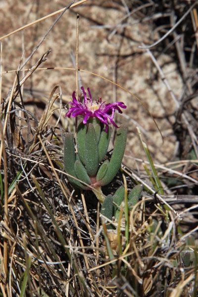 Delosperma lootsbergense, photographed by Tony Rebelo