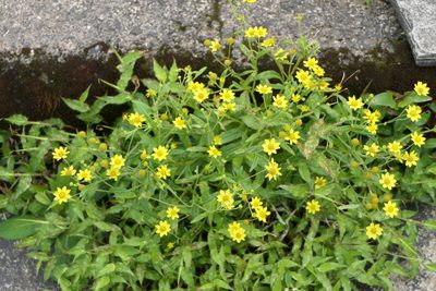 Senecio dalzellii, photographed by Dinesh Valke