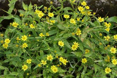 Senecio dalzellii, photographed by Dinesh Valke