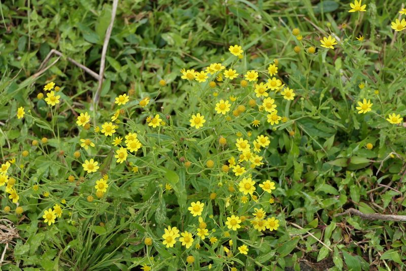 Senecio dalzellii, photographed by Dinesh Valke