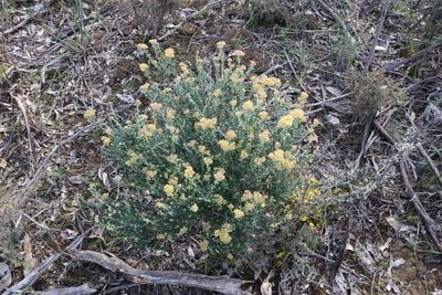 Ozothamnus obcordatus, photographed by spacegecko