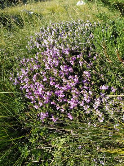 Satureja subspicata, photographed by Yves Bas