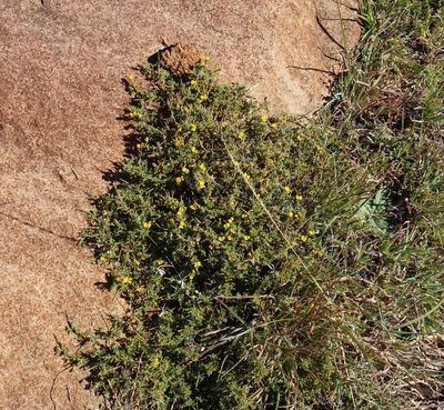 Melolobium candicans, photographed by Tony Rebelo