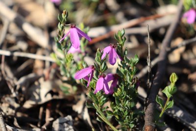 Tetratheca ciliata, photographed by spacegecko