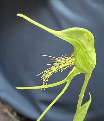 Pterostylis turfosa, photographed by pimelea