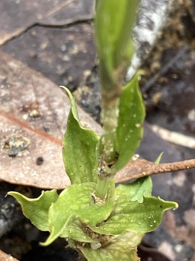 Pterostylis turfosa, photographed by pimelea