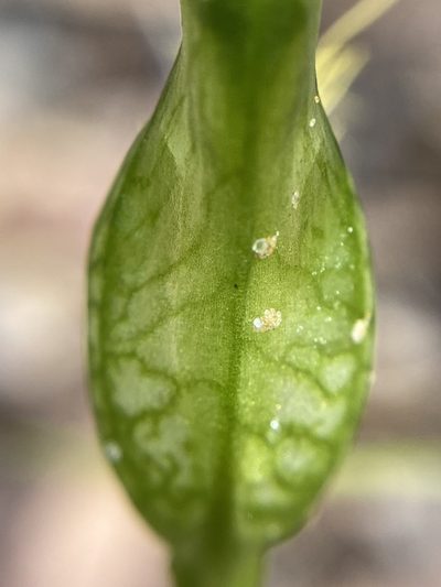 Pterostylis turfosa, photographed by pimelea