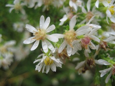 Symphyotrichum ericoides, photographed by rboles