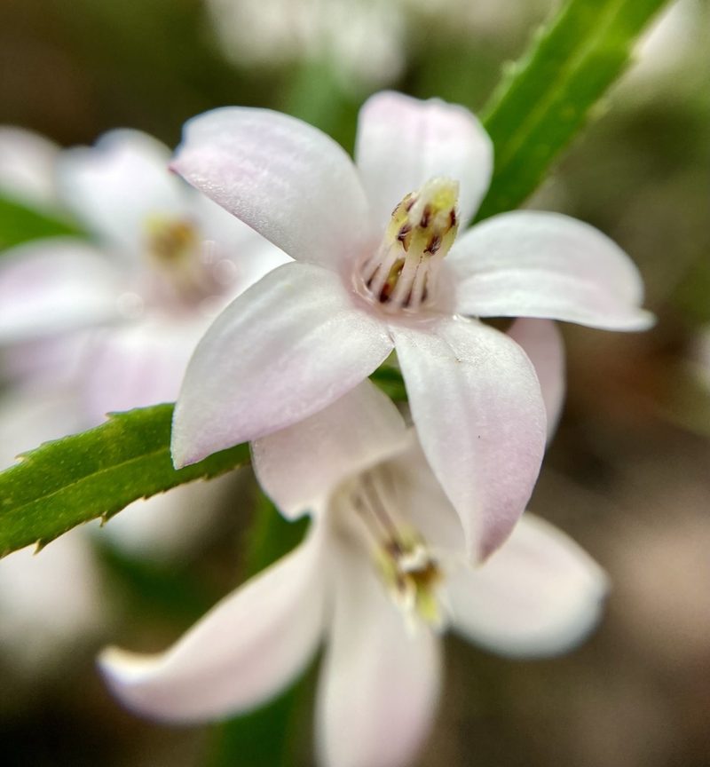 Crowea angustifolia, photographed by pimelea