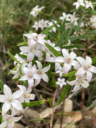 Crowea angustifolia, photographed by pimelea