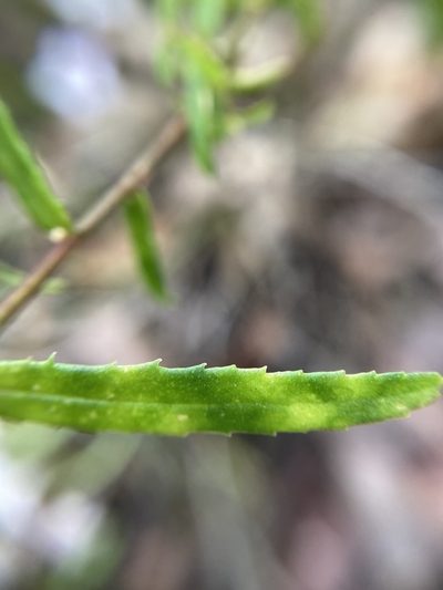 Crowea angustifolia, photographed by pimelea
