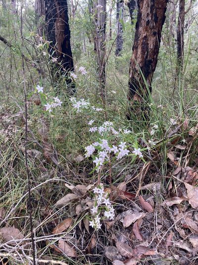 Crowea angustifolia, photographed by pimelea