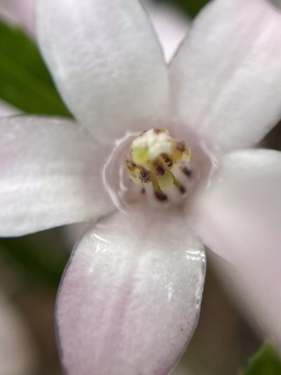 Crowea angustifolia, photographed by pimelea
