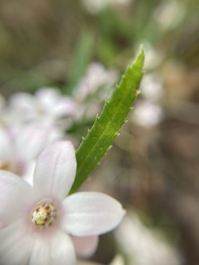 Crowea angustifolia, photographed by pimelea