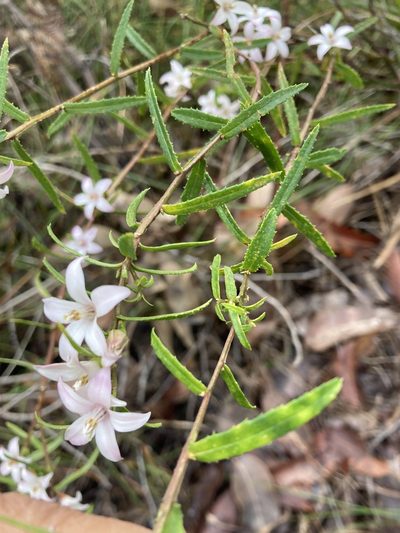 Crowea angustifolia, photographed by pimelea