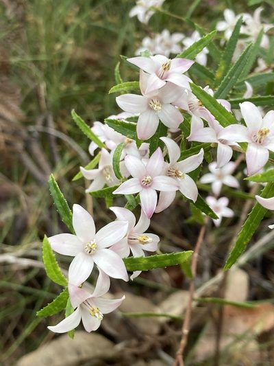 Crowea angustifolia, photographed by pimelea