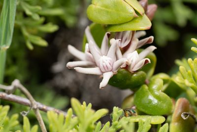Diplolepis boerhaviifolia, photographed by Jorge Herreros de Lartundo