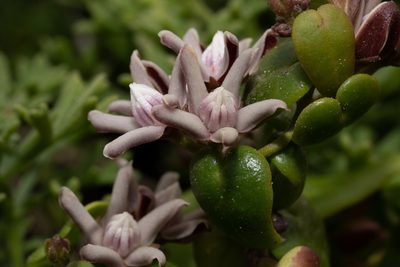 Diplolepis boerhaviifolia, photographed by Jorge Herreros de Lartundo