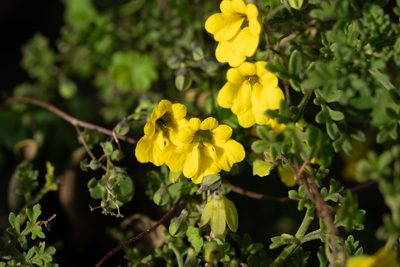 Tropaeolum brachyceras, photographed by Jorge Herreros de Lartundo