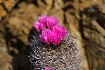 Eriosyce chilensis, photographed by Jorge Herreros de Lartundo