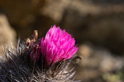 Eriosyce chilensis, photographed by Jorge Herreros de Lartundo