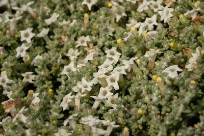 Nolana sedifolia, photographed by Jorge Herreros de Lartundo