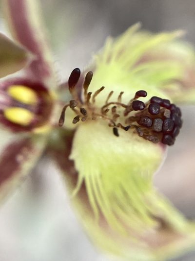 Caladenia plicata, photographed by pimelea