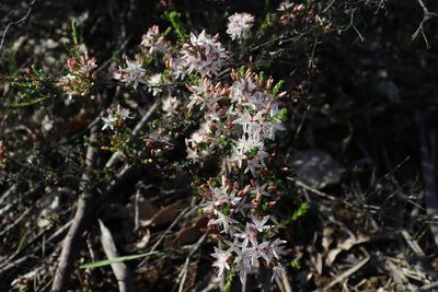 Calytrix tetragona, photographed by spacegecko