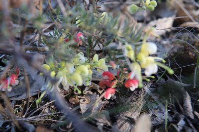 Grevillea alpina, photographed by spacegecko