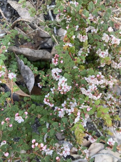 Hypocalymma cordifolium, photographed by pimelea