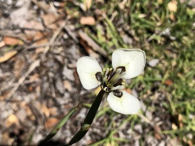 Moraea tricuspidata, photographed by Caroline Voget