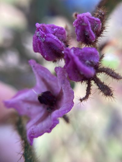 Thomasia paniculata, photographed by pimelea