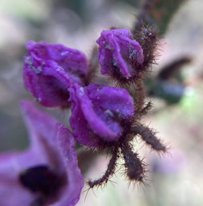 Thomasia paniculata, photographed by pimelea