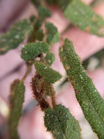 Thomasia paniculata, photographed by pimelea