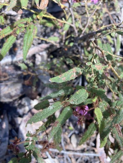 Thomasia paniculata, photographed by pimelea