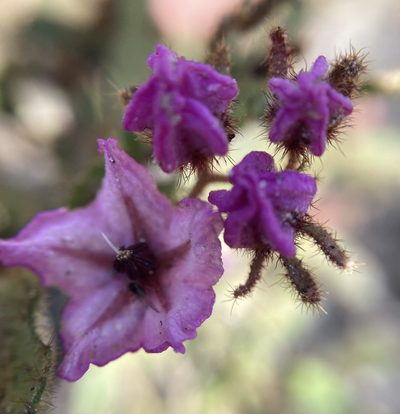 Thomasia paniculata, photographed by pimelea