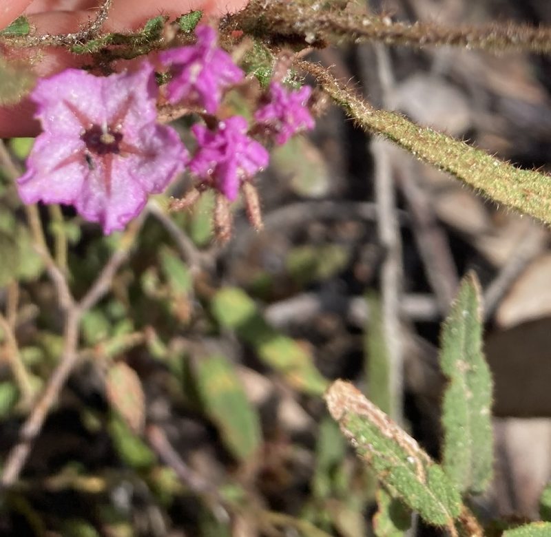 Thomasia paniculata, photographed by pimelea