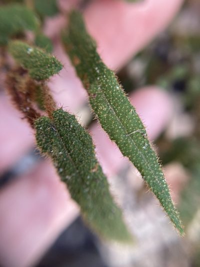 Thomasia paniculata, photographed by pimelea