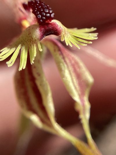 Caladenia plicata, photographed by pimelea