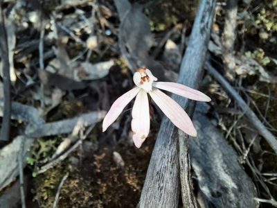 Caladenia fuscata, photographed by spacegecko