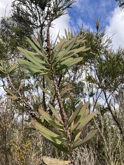 Melaleuca glauca, photographed by pimelea