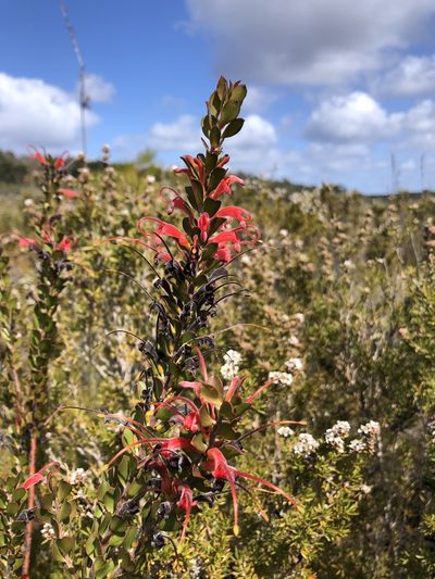 Adenanthos obovatus, photographed by dizzyurid