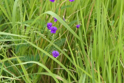 Smithia purpurea, photographed by Dinesh Valke