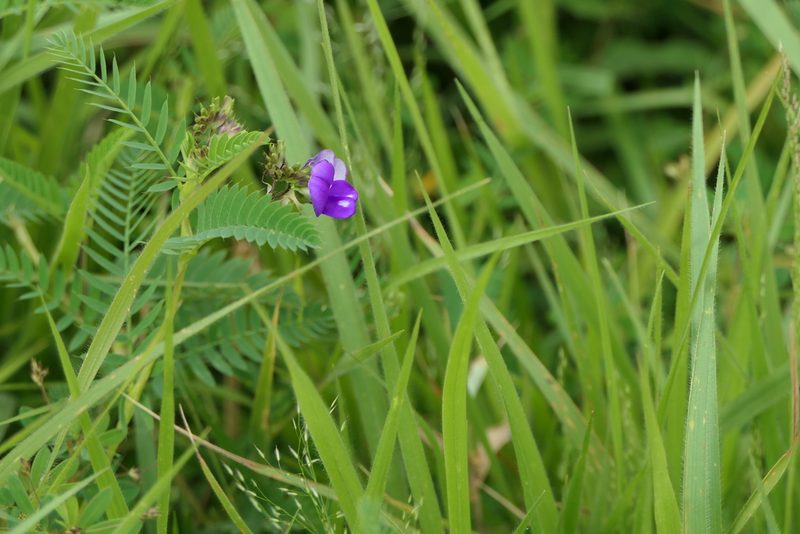 Smithia purpurea, photographed by Dinesh Valke