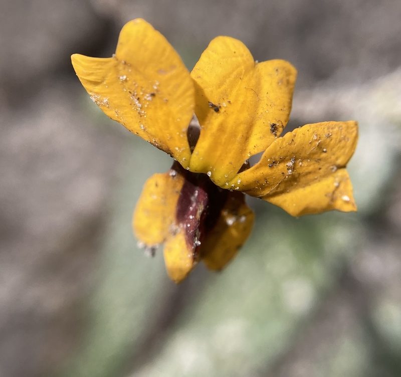 Goodenia trinervis, photographed by pimelea